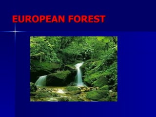 EUROPEAN FOREST 
