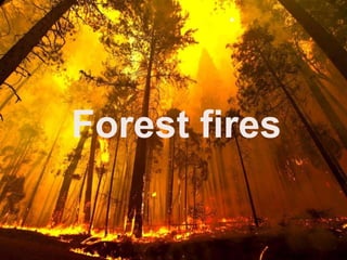 Forest fires
 
