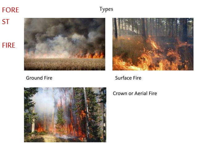 Forest Fire PPT forest-fire-ppt