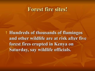 Forest fire sites! Hundreds of thousands of flamingos and other wildlife are at risk after five forest fires erupted in Kenya on Saturday, say wildlife officials.   