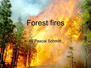 Forest fires by Pascal Schmitt 
