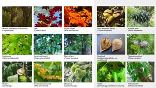 Hackberry Ultra Designing food forests: fruit & nut tree guild handout | PDF