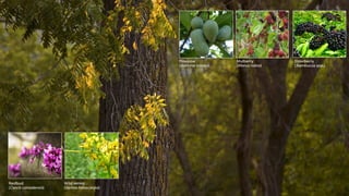 Mulberry
(Morus rubra)
Elderberry
(Sambucus spp.)
Pawpaw
(Asimina triloba)
Redbud
(Cercis canadensis)
Wild senna
(Senna he...