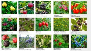 Designing food forests: fruit & nut tree guild handout | PPT