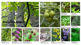 Red Mulberry
(Morus rubra)
Beautyberry
(Callicarpa americana)
Leaf Cup
(Polymnia canadensis)
Hop Tree
(Ptelea trifoliata)
...