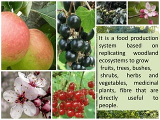 It is a food production
system based on
replicating woodland
ecosystems to grow
fruits, trees, bushes,
shrubs, herbs and
vegetables, medicinal
plants, fibre that are
directly useful to
people.
 