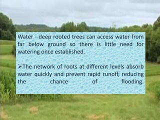 Water - deep rooted trees can access water from
far below ground so there is little need for
watering once established.
The network of roots at different levels absorb
water quickly and prevent rapid runoff, reducing
the chance of flooding.
 