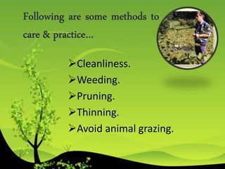 Cleanliness.
Weeding.
Pruning.
Thinning.
Avoid animal grazing.
 