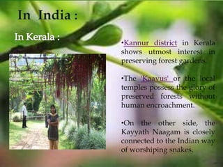 •Kannur district in Kerala
shows utmost interest in
preserving forest gardens.
•The 'Kaavus' or the local
temples possess the glory of
preserved forests without
human encroachment.
•On the other side, the
Kayyath Naagam is closely
connected to the Indian way
of worshiping snakes.
 
