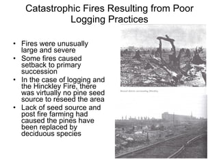 Catastrophic Fires Resulting from Poor Logging Practices Fires were unusually large and severe Some fires caused setback to primary succession In the case of logging and the Hinckley Fire, there was virtually no pine seed source to reseed the area Lack of seed source and post fire farming had caused the pines have been replaced by deciduous species 