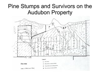 Pine Stumps and Survivors on the Audubon Property 