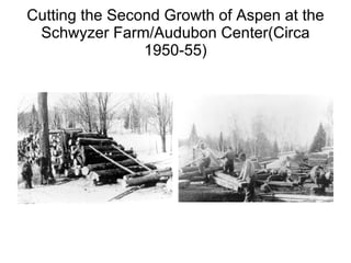 Cutting the Second Growth of Aspen at the Schwyzer Farm/Audubon Center(Circa 1950-55) 