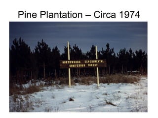 Pine Plantation – Circa 1974 