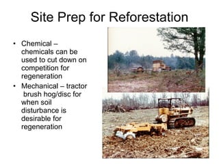 Site Prep for Reforestation Chemical – chemicals can be used to cut down on competition for regeneration Mechanical – tractor  brush hog/disc for when soil disturbance is desirable for regeneration 