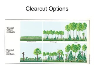 Clearcut Options 