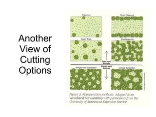 Another View of Cutting Options 