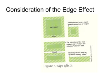 Consideration of the Edge Effect 