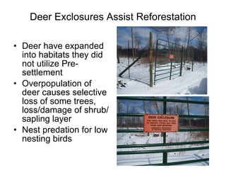 Deer Exclosures Assist Reforestation Deer have expanded into habitats they did not utilize Pre-settlement Overpopulation of deer causes selective loss of some trees, loss/damage of shrub/sapling layer Nest predation for low nesting birds 