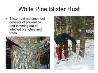 White Pine Blister Rust Blister rust management consists of prevention and trimming out of infected branches and trees 