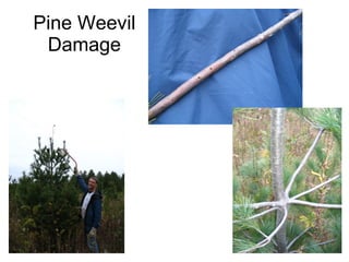 Pine Weevil Damage 
