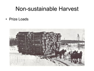 Non-sustainable Harvest Prize Loads 