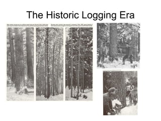 The Historic Logging Era 