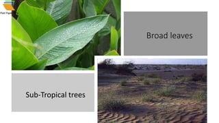 Sub-Tropical trees
Broad leaves
 