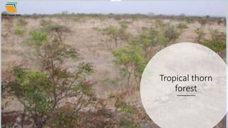 Tropical thorn
forest
 
