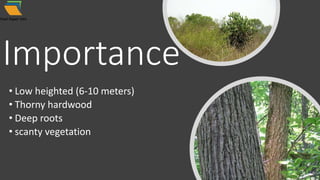Importance
• Low heighted (6-10 meters)
• Thorny hardwood
• Deep roots
• scanty vegetation
 