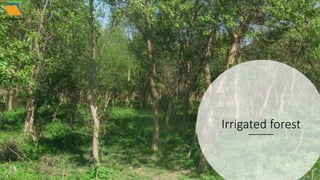 Irrigated forest
 