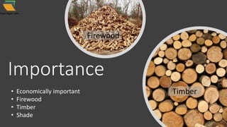 Importance
Firewood
Timber• Economically important
• Firewood
• Timber
• Shade
 