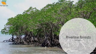 Riverine forests
 
