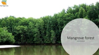 Mangrove forest
 