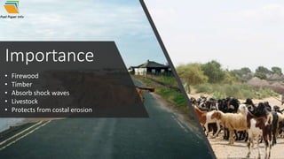 Importance
• Firewood
• Timber
• Absorb shock waves
• Livestock
• Protects from costal erosion
 
