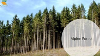 Alpine Forest
 