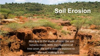 Soil Erosion
Also due to the shade of trees the soil
remains moist. With the clearance of
tree cover, the soil is directly exposed to
the sun, making it dry.
 