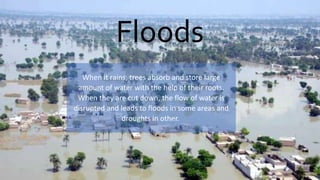Floods
When it rains, trees absorb and store large
amount of water with the help of their roots.
When they are cut down, the flow of water is
disrupted and leads to floods in some areas and
droughts in other.
 