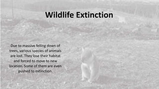 Wildlife Extinction
Due to massive felling down of
trees, various species of animals
are lost. They lose their habitat
and forced to move to new
location. Some of them are even
pushed to extinction.
 