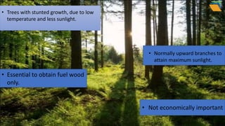 • Trees with stunted growth, due to low
temperature and less sunlight.
• Normally upward branches to
attain maximum sunlight.
• Essential to obtain fuel wood
only.
• Not economically important
 
