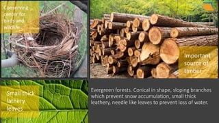 Evergreen forests. Conical in shape, sloping branches
which prevent snow accumulation, small thick
leathery, needle like leaves to prevent loss of water.
Important
source of
timber
Conserving
center for
birds and
wildlife
Small thick
lathery
leaves
 