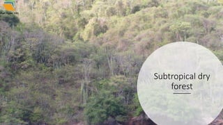 Subtropical dry
forest
 