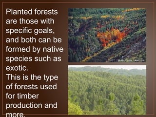 Planted forests
are those with
specific goals,
and both can be
formed by native
species such as
exotic.
This is the type
o...