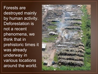 Forests are
destroyed mainly
by human activity.
Deforestation is
not a recent
phenomena, we
think that in
prehistoric times it
was already
underway in
various locations
around the world.