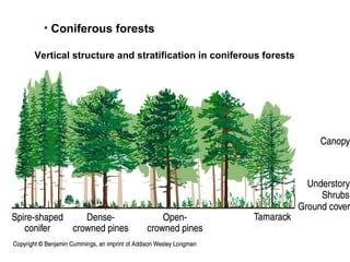 • Coniferous forests
Vertical structure and stratification in coniferous forests
 