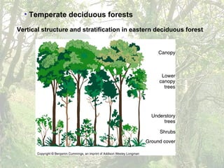• Temperate deciduous forests
Vertical structure and stratification in eastern deciduous forest
 