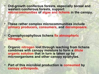 • Old-growth coniferous forests, especially boreal and
western coniferous forests, support
microcommunities of algae and lichens in the canopy.
• These rather complex microcommunities include
primary producers, consumers, and decomposers.
• Cyanophycophyllous lichens fix atmospheric
nitrogen.
• Organic nitrogen lost through leaching from lichens
combines with canopy moisture to form a dilute
organic solution that in turn is taken up by
microorganisms and other canopy epiphytes.
• Part of this microbial production is consumed by
canopy arthropods.
 