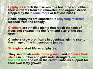 Epiphytes attach themselves to a host tree and obtain
their nutrients from air, rainwater, and organic debris
trapped by their aerial roots or leafless bases.
Some epiphytes are important in recycling minerals
leached from the canopy.
Climbers are vinelike plants that reach the tops of
trees and expand into the form and size of the tree
crown.
Climbers grow prolifically in openings, giving rise to
the image of the impenetrable jungle.
Stranglers start life as epiphytes.
They send their roots to the ground and increase their
stems in number and girth until stranglers encompass
the host tree and claim the crown limbs as support for
their own leafy growth.
 