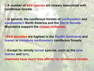 o A number of bird species are closely associated with
coniferous forests.
o In general, the coniferous forests of northeastern and
southeastern North America and the Sierra Nevada
Mountains support the richest avifaunas.
oBird densities are highest in the Pacific Northwest and
lowest in immature northeastern coniferous forests.
o Except for strictly boreal species, such as the pine
marten and lynx,
mammals have much less affinity for coniferous forests.
 