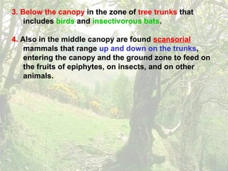3. Below the canopy in the zone of tree trunks that
includes birds and insectivorous bats.
4. Also in the middle canopy are found scansorial
mammals that range up and down on the trunks,
entering the canopy and the ground zone to feed on
the fruits of epiphytes, on insects, and on other
animals.
 