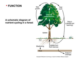  FUNCTION
A schematic diagram of
nutrient cycling in a forest
 